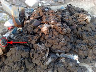 :	111.jpg
: 296
:	20.8 