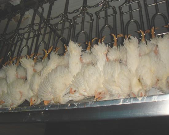 :	image007.jpg
: 1307
:	29.1 