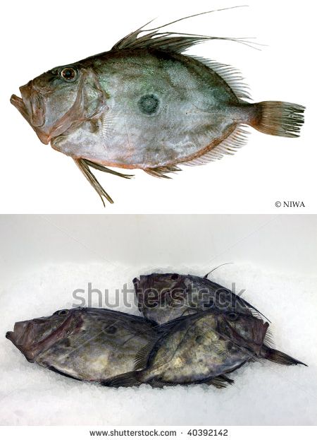     

:	Dory.jpg
:	1146
:	20.4 
:	5774