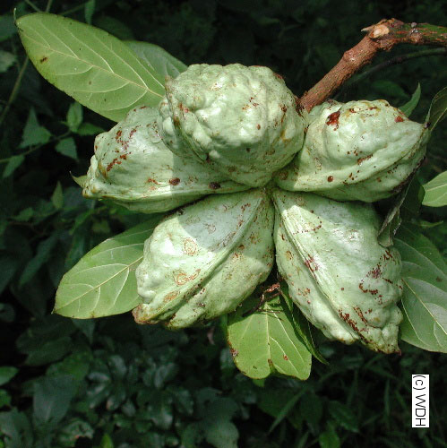     

:	kolanuta.jpg
:	2102
:	33.9 
:	6603